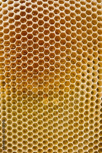 Bee frame, bee combs, young bees . young honeycomb honey