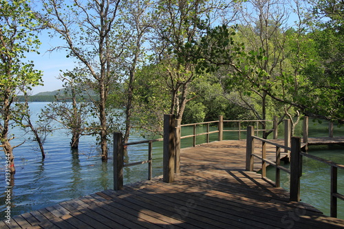 wood Boardwalk path in natural study trail in mangrove tree forest.
