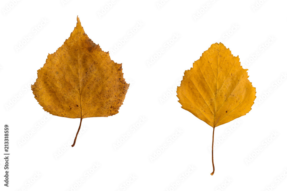 Fototapeta premium dwie suche żółte liście brzozy na białym tle