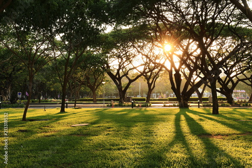 rain trees in city park a green infrastructure development in urban landscape during sunset