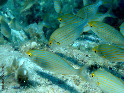 Plongée Corse