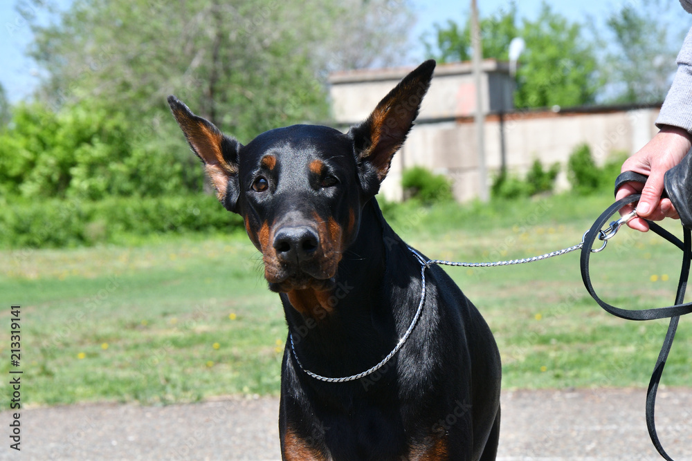 Dog breed Doberman Dog breed Doberman