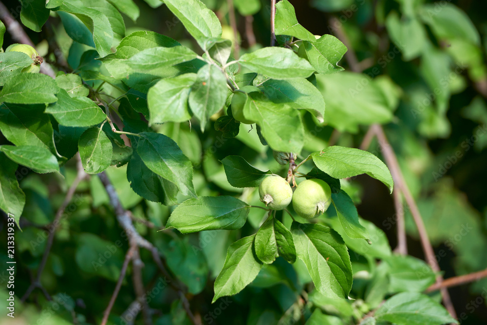 Apple harvest garden nature summer cherry grapes green