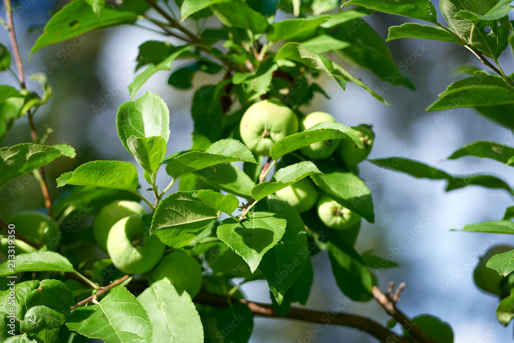 Apple harvest garden nature summer cherry grapes green