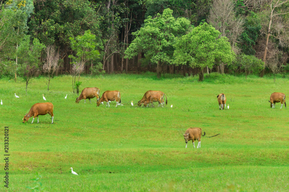 Domestic Cattle, Cattle, Animal, Beef Cattle, Dairy Cattle Domestic Cattle, Cattle, Animal, Beef Cattle, Dairy Cattle
