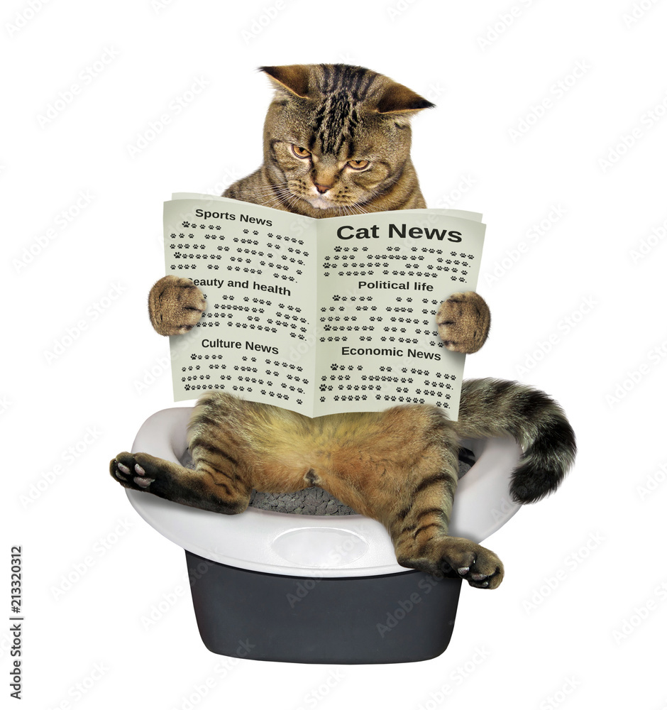 Obraz premium The cat is sitting on the toilet and reading a newspaper. White background.