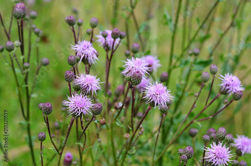 thistles in meadow with buds and lilac flowers