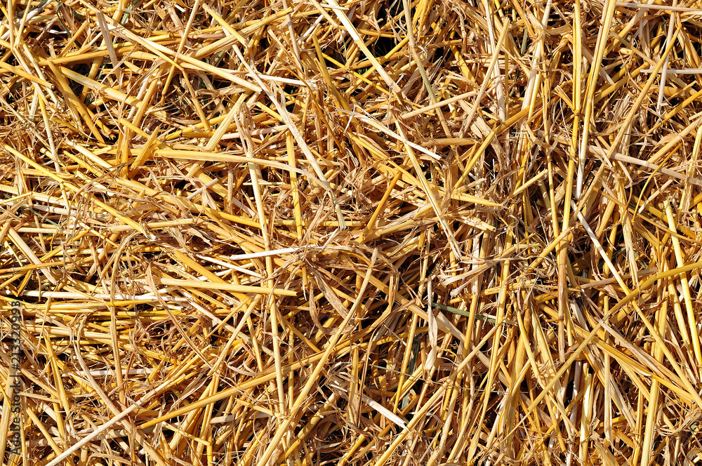 close-up of fresh straw