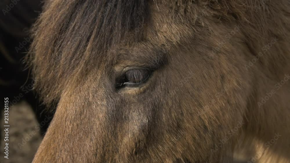 Wild Horses In Iceland Macro Wild Horses In Iceland Macro