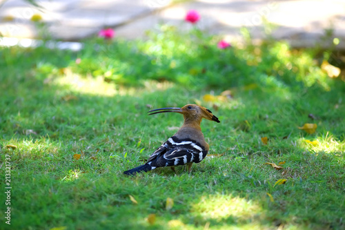 Bird on the grass in the tropics © kichigin19