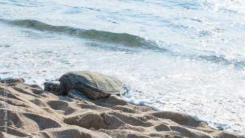 turtle sleeping