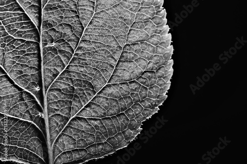 Fotografie leaf texture black and white / design black leaf skeleton, macro nature texture,