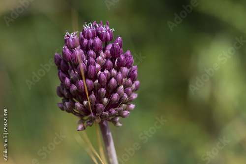 Allium ampeloprasum