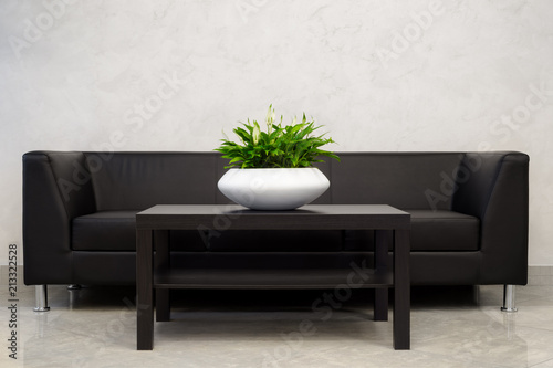 Obraz na płótnie Office Interior Element: White Pot With Green Houseplant Spathiphyllum On Dark-Brown Table Near A Black Leather Sofa. Green Office Plant In White Pot. Home Interrior Decoration. Flower In Pot w salonie