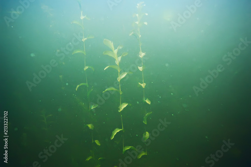 green grass underwater