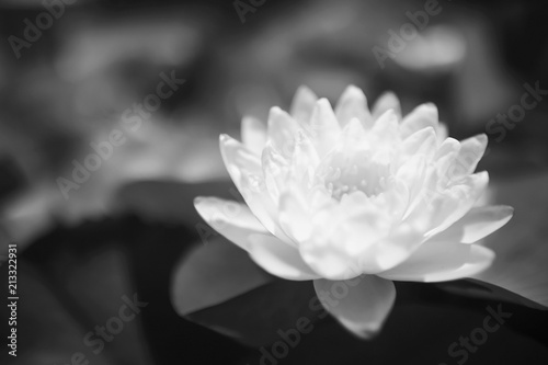Lotus with leaves on the water