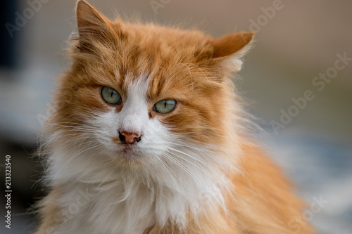 Ginger red cat with blue eyes in the garden looks in the camera, close up