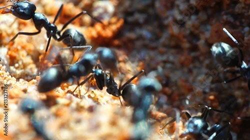 Close Up Ants Swarming Around A Hole.