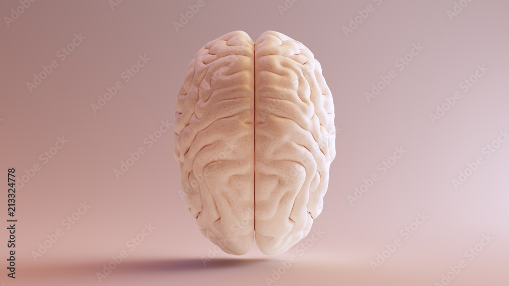 Human brain Anatomical Model Top 3d illustration - obrazy, fototapety, plakaty 