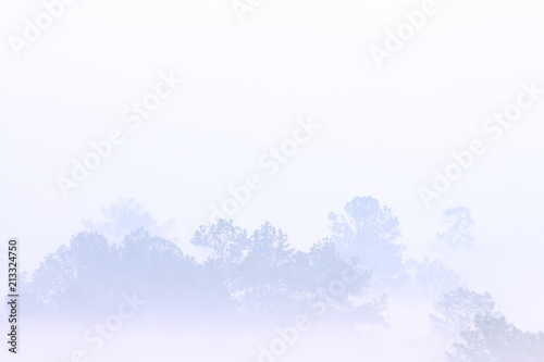 Mountain forest outline in a morning mist. silhouette of trees grove in thick white morning fog. pale color wood obscure by moisture in the mountains forest air. 