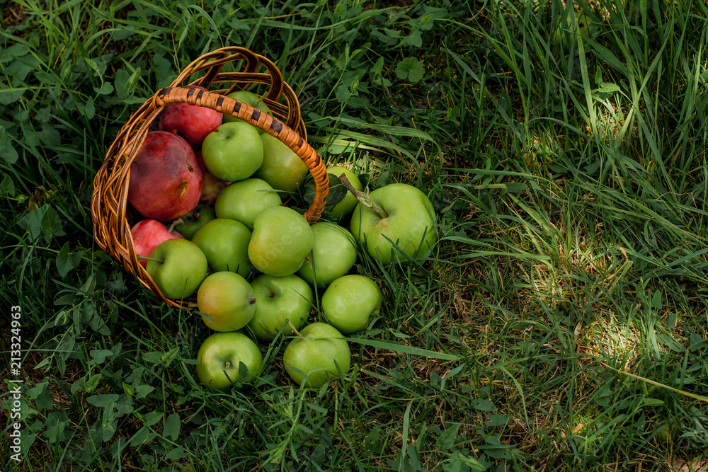 A lot of apples in a wicker basket on the grass in a green garden. Nature background. Wallpaper. On a sunny day. View from above A lot of apples in a wicker basket on the grass in a green garden. Nature background. Wallpaper. On a sunny day. View from above