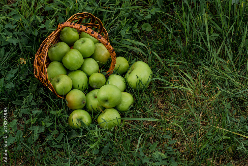 A lot of apples in a wicker basket on the grass in a green garden. Nature background. Wallpaper. On a sunny day. View from above A lot of apples in a wicker basket on the grass in a green garden. Nature background. Wallpaper. On a sunny day. View from above