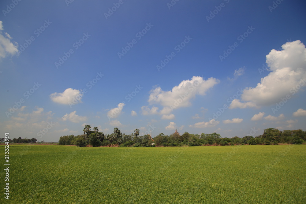 Fototapeta premium full grown rice field. wet irrigated paddy fields in rural areas of Ayutthaya Thailand. blue clear sky and clouds. traditional indigenous method of farming rice crop in southeast Asia country.