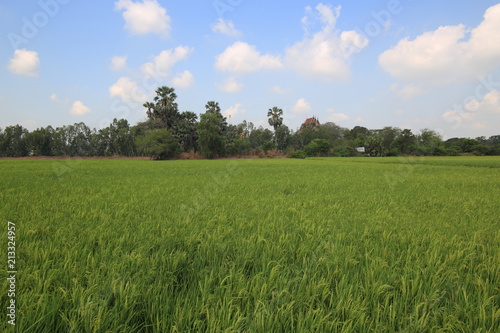 full grown rice field. wet irrigated paddy fields in rural areas of Ayutthaya Thailand. blue clear sky and clouds. traditional indigenous method of farming rice crop in southeast Asia country.