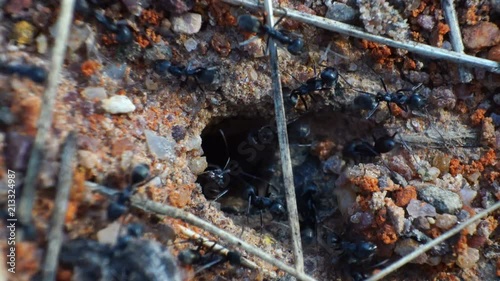 Close Up Ants Swarming Around A Hole.