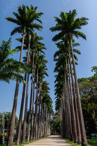 Lane with tall palm trees photo