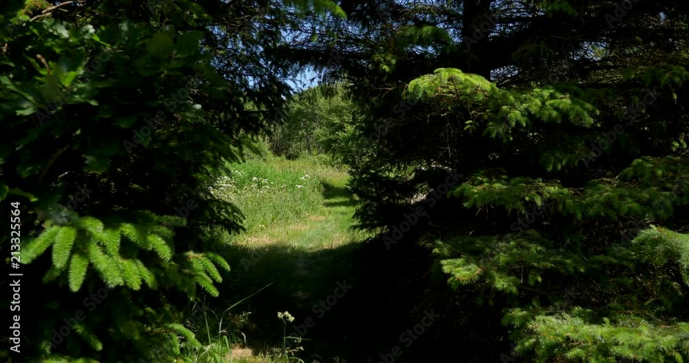A meadows of flowers looking through a pathway of trees A meadows of flowers looking through a pathway of trees