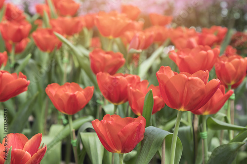 Colorful Tulip flower background in the garden