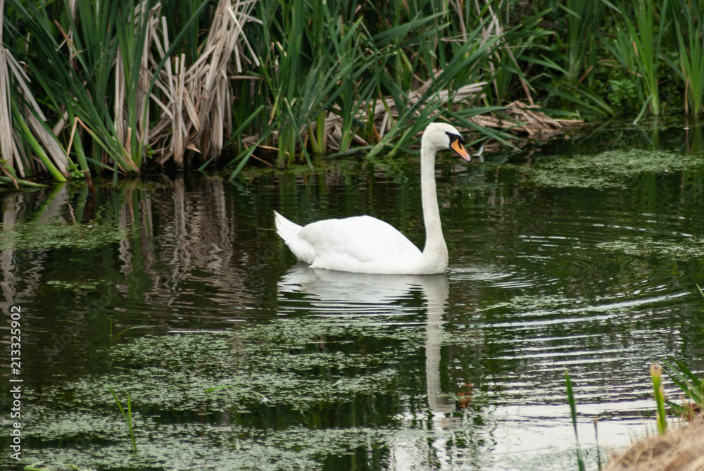 Swan On Water