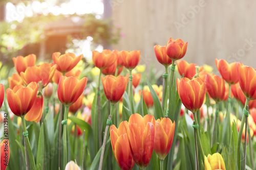 Colorful Tulip flower background  in the garden