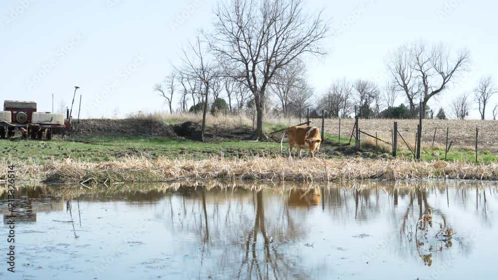 A dairy cow standing by a pond.