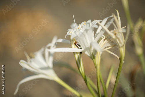 Caterpillar on sea daffodil photo