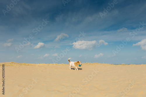 Brave little stray dog with blue ball walk through sand drifts in the dunes along the beach against deep blue skies with scattered clouds