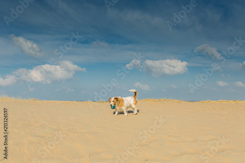 Brave little stray dog with blue ball walk through sand drifts in the dunes along the beach against deep blue skies with scattered clouds