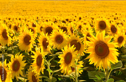Fototapete Sarı Kafalı Ayçiçekleri