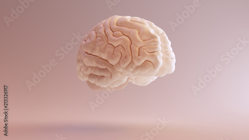 Human brain Anatomical Model 3d illustration 3Q Front Right 