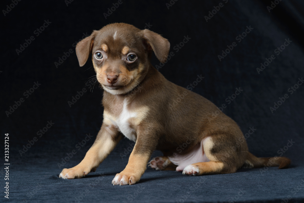 Brown puppy chihuahua