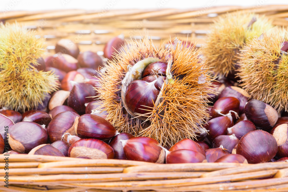 Wicker basket with chestnuts and chestnut burs . European species sweet chestnut (Castanea sativa) Wicker basket with chestnuts and chestnut burs . European species sweet chestnut (Castanea sativa)