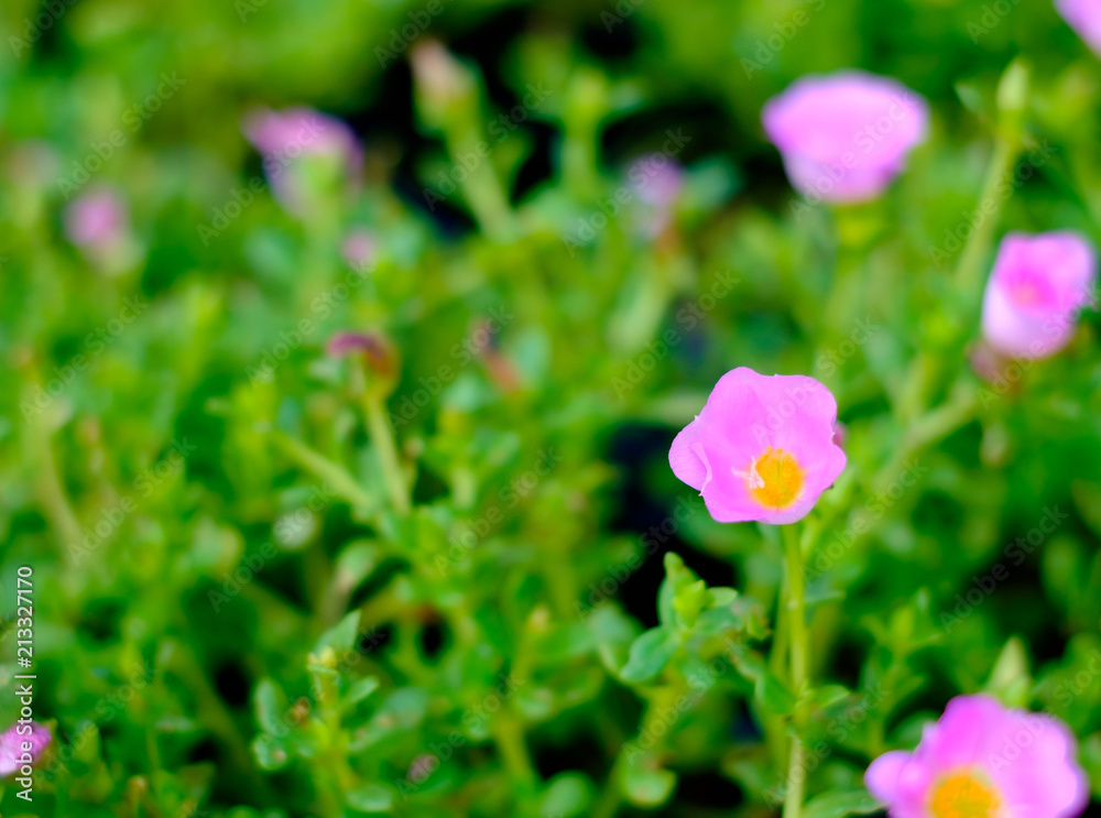 Beautiful colorful flowers in the garden can use for backdrop and background Beautiful colorful flowers in the garden can use for backdrop and background
