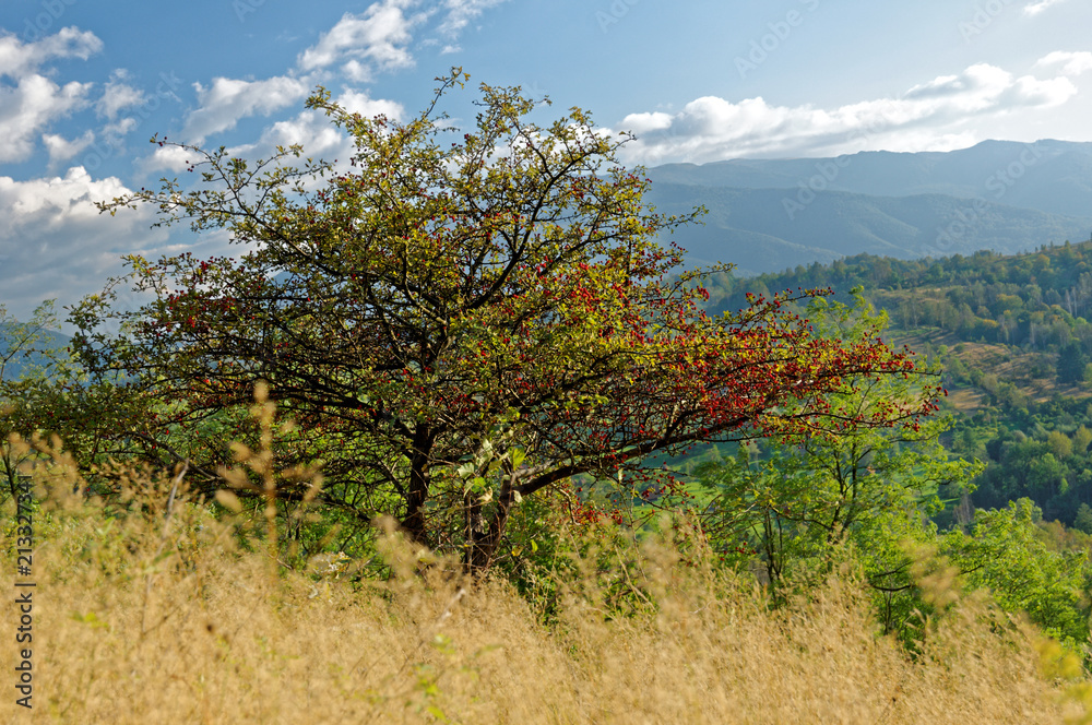 Tree with fruit in the sun