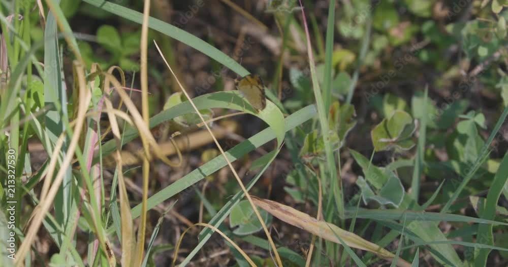 A Pearl Crescent butterfly chilling on a grass blade. A Pearl Crescent butterfly chilling on a grass blade.