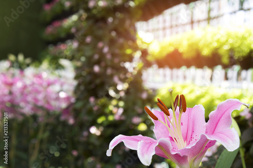 beautiful pink lily flower background