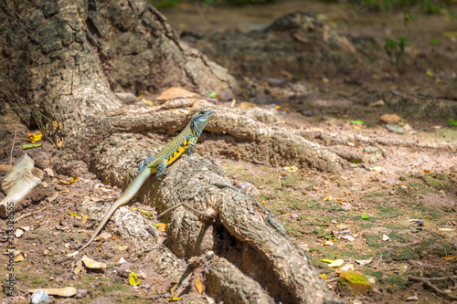 Image of Butterfly Agama Lizard (Leiolepis Cuvier) on nature background. 