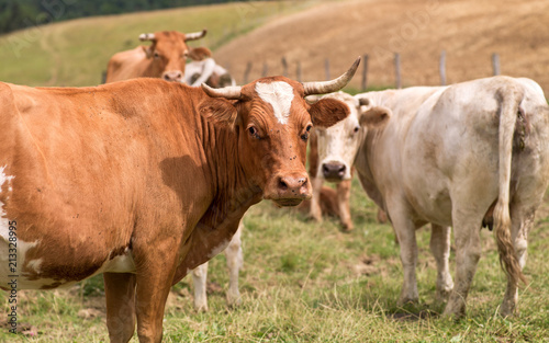 troupeau de vache sur le pâturage