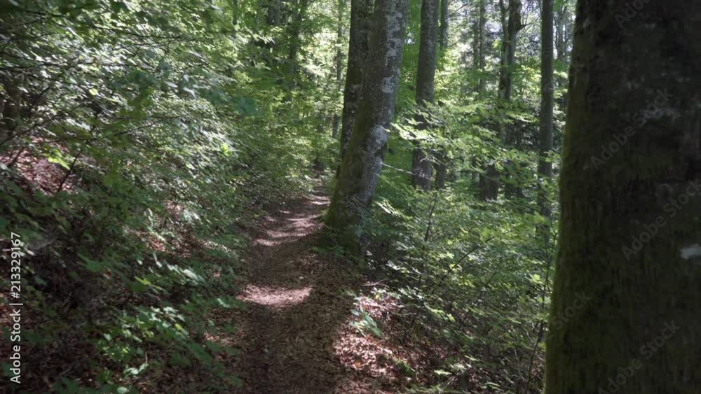 Walking smoothly through a shady forest nature trail full of lush greenery Walking smoothly through a shady forest nature trail full of lush greenery