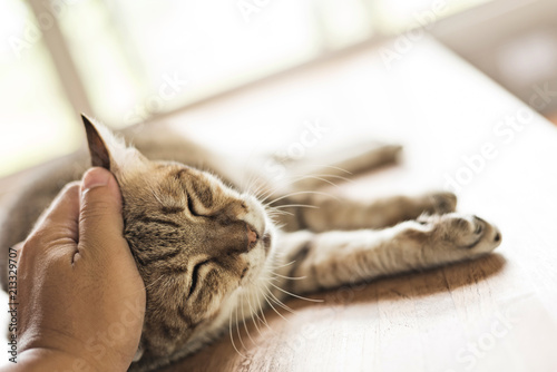 Obraz na plátně tabby cat sleep